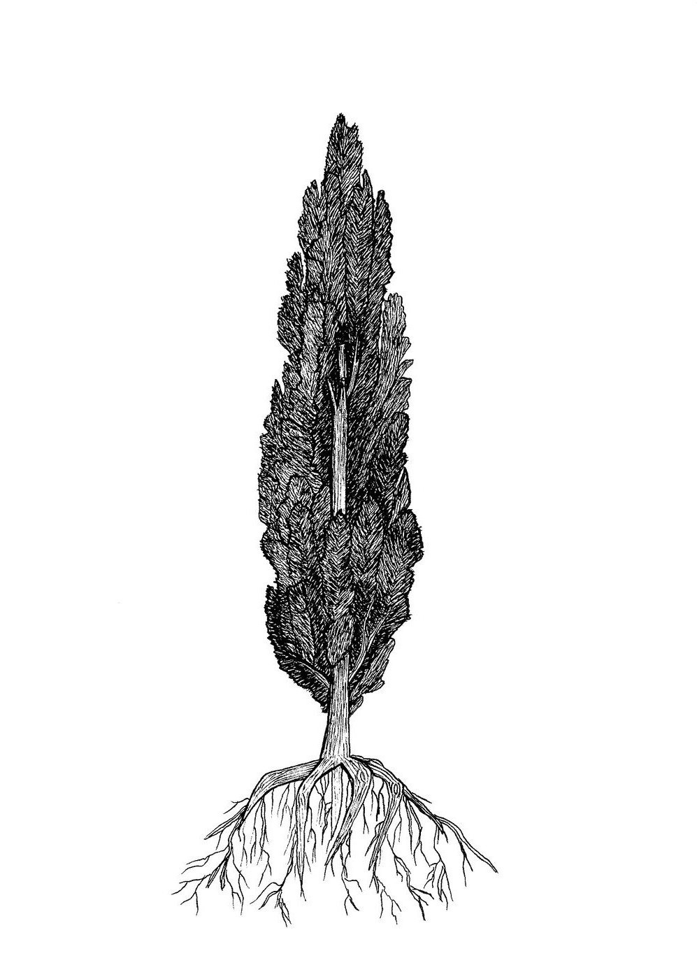 Cyprès