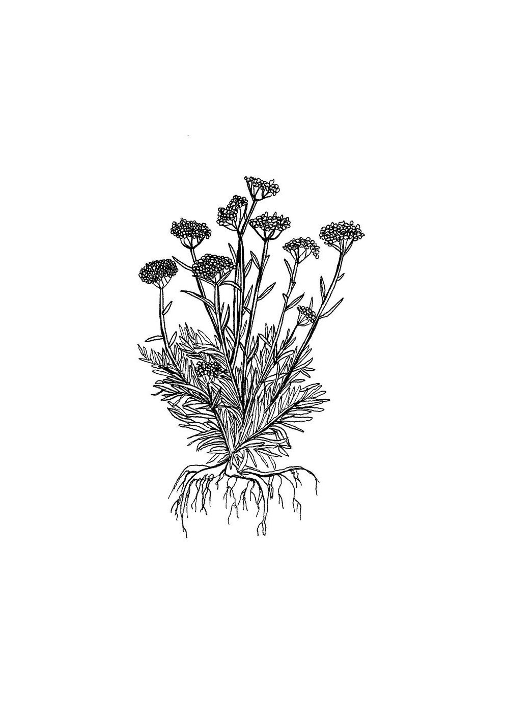 Immortelle