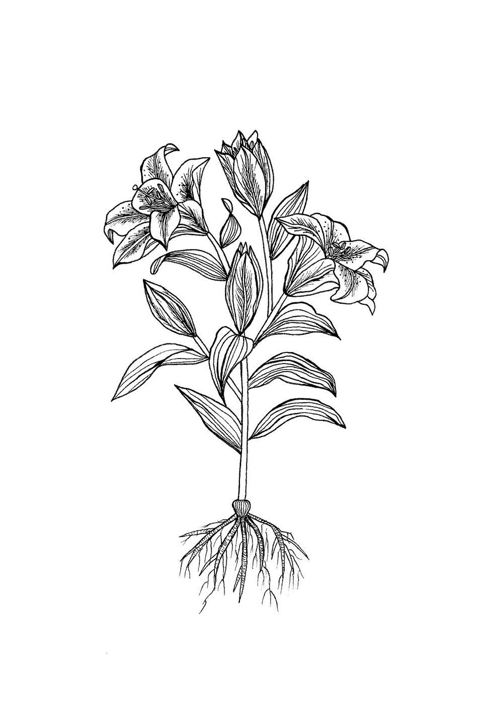 Lys