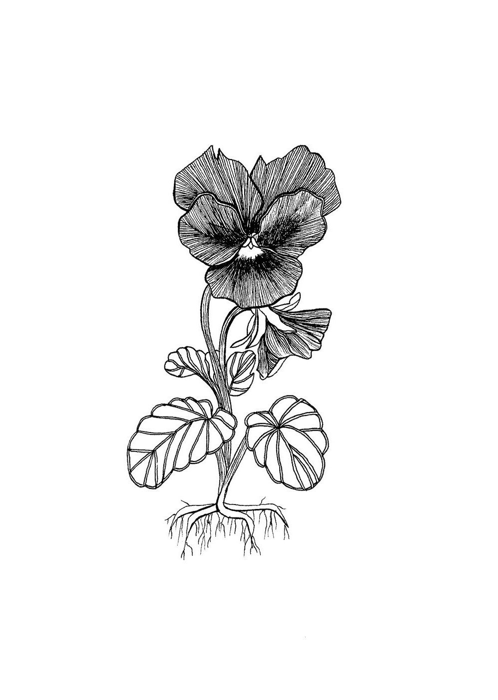 Pensée