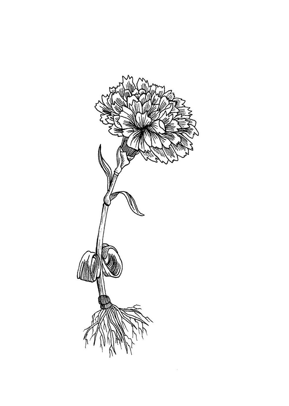 Rose d'Inde