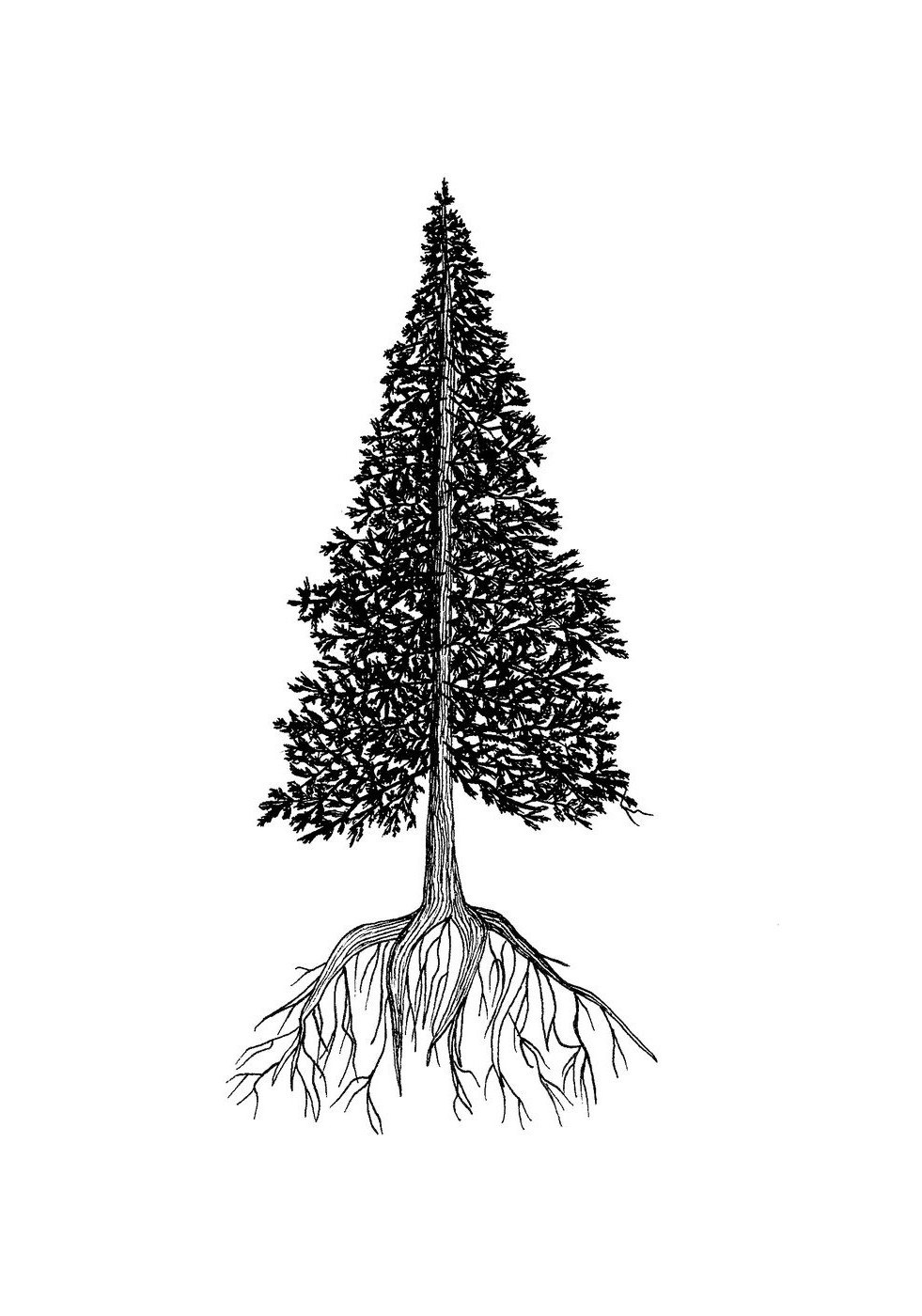 Sapin
