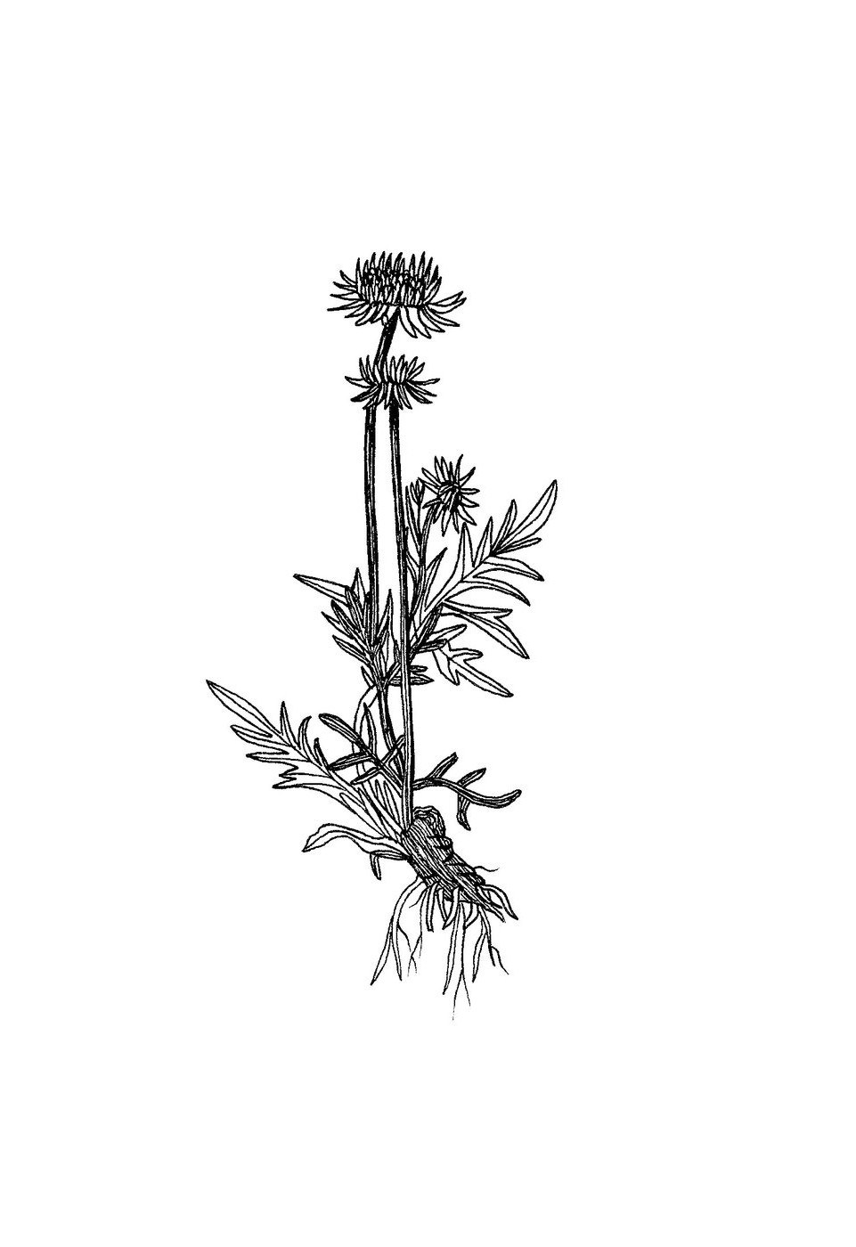 Scabieuse