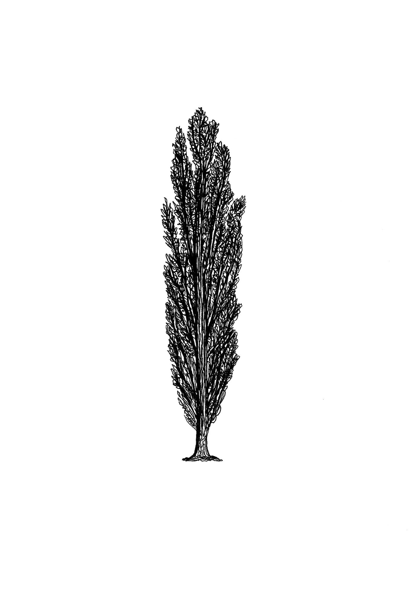 Populus